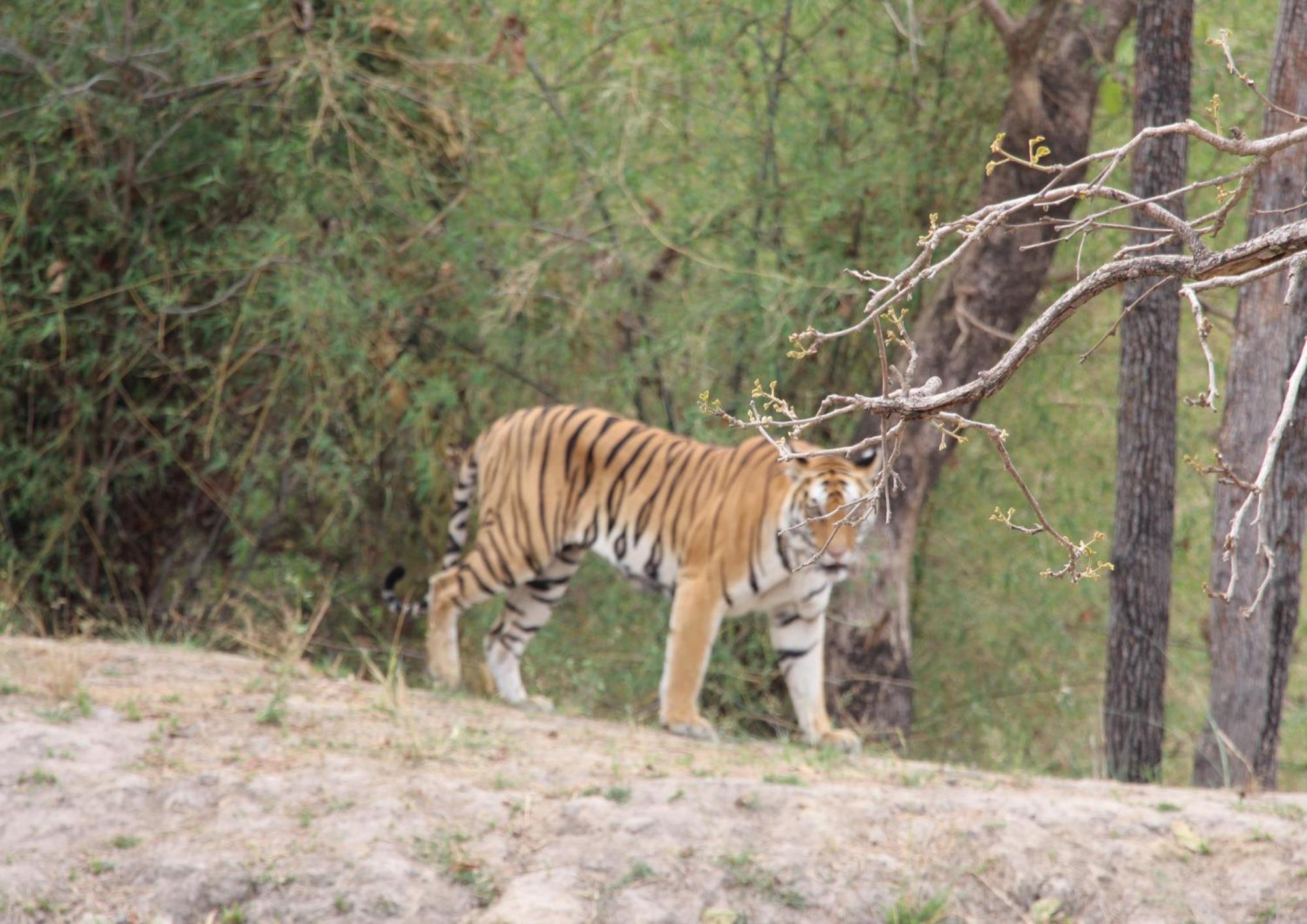 Bardiya Tiger Tops Karnali Lodge מראה חיצוני תמונה