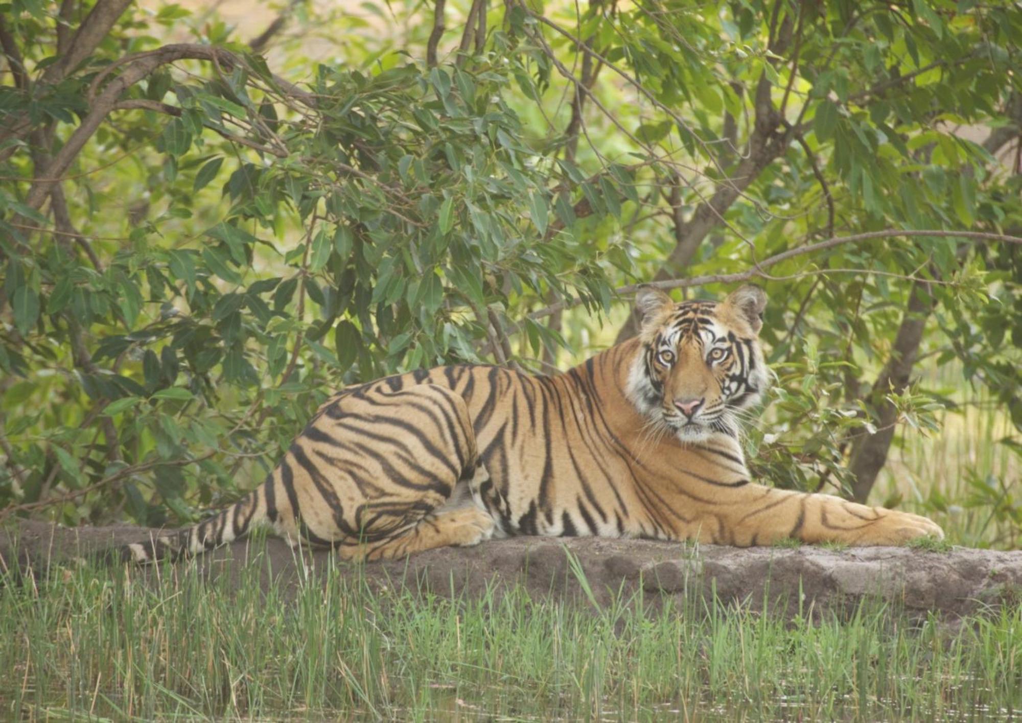 Bardiya Tiger Tops Karnali Lodge מראה חיצוני תמונה