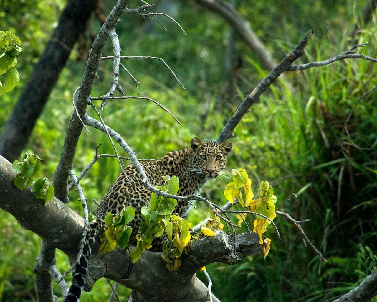 Bardiya Tiger Tops Karnali Lodge מראה חיצוני תמונה