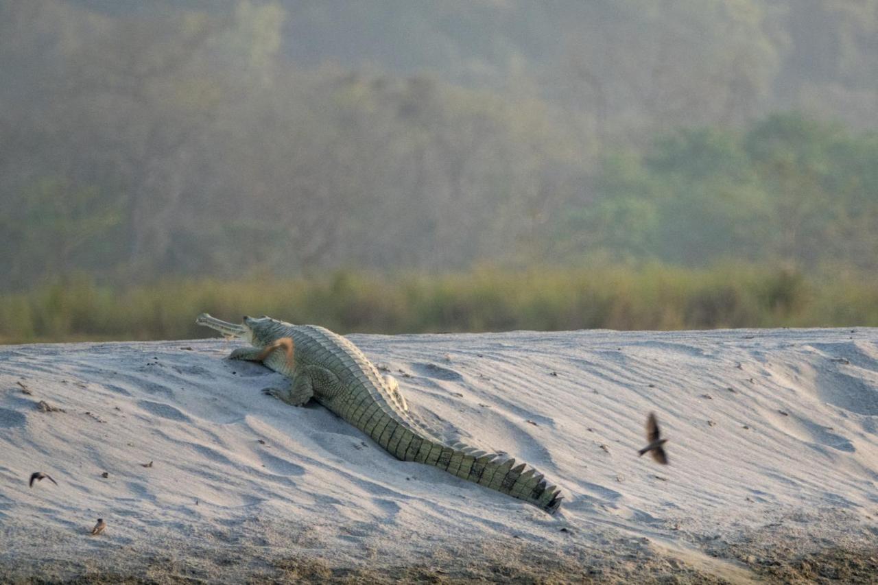 Bardiya Tiger Tops Karnali Lodge מראה חיצוני תמונה