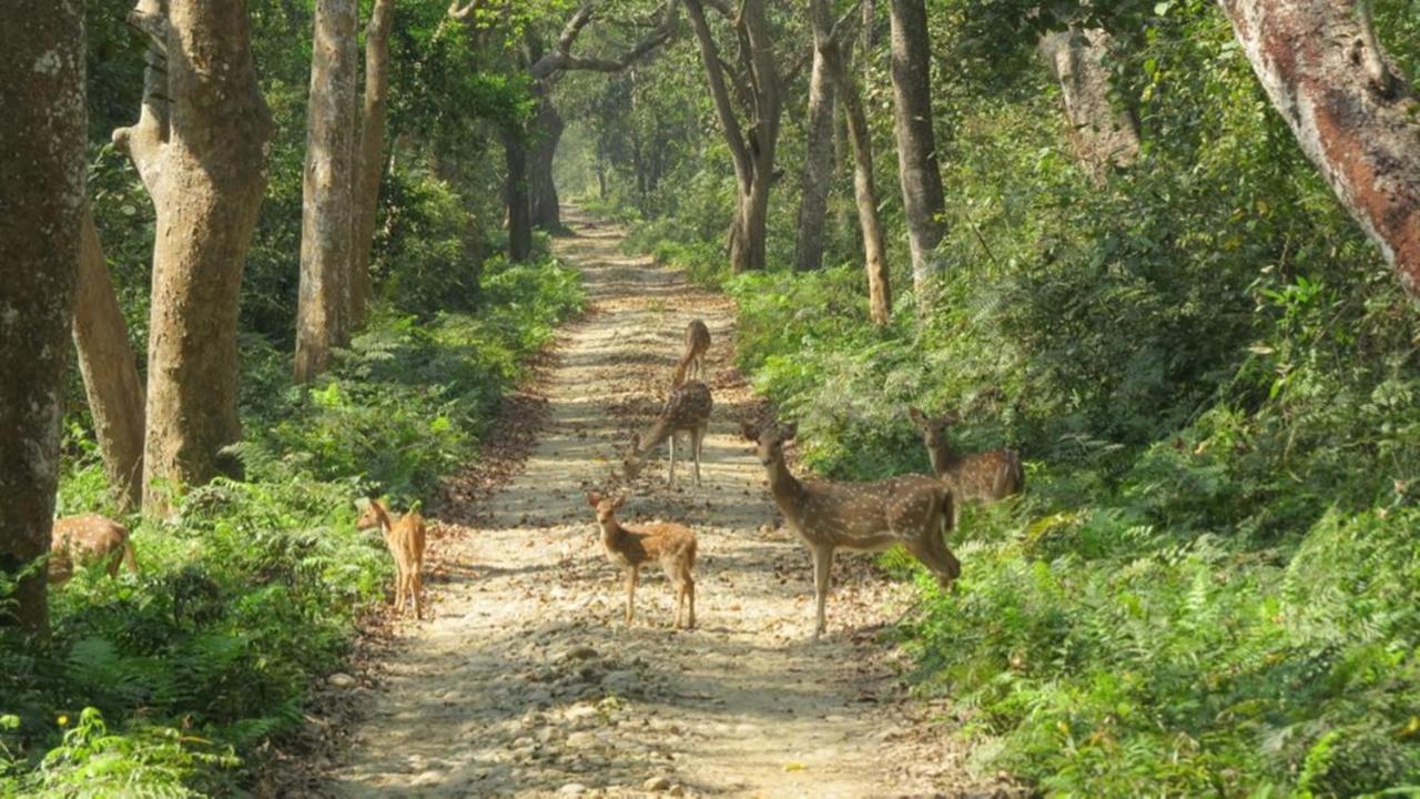 Bardiya Tiger Tops Karnali Lodge מראה חיצוני תמונה